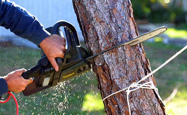 Tree Removal